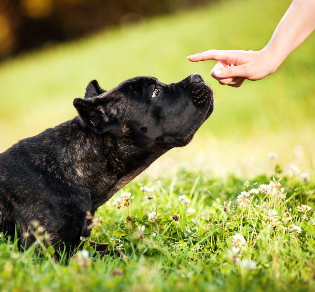 Guide complet pour l éducation du Cane Corso conseils pratiques et