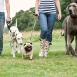 Promenade canine à Bordeaux