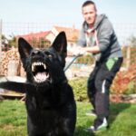chien aggressif