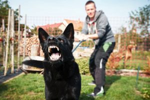 chien aggressif
