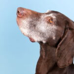 concentration vieux chien