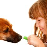 enfant donne friandise chien