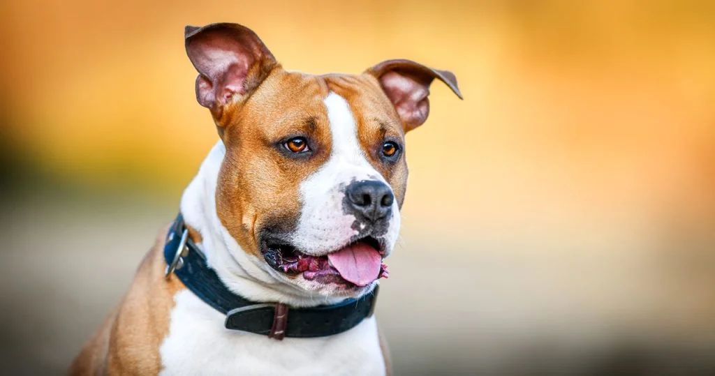 american staffordshire terrier lois