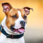 american staffordshire terrier lois