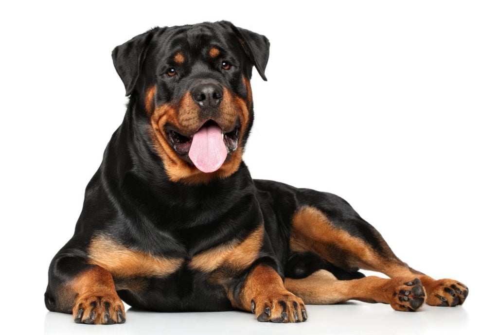 Rottweiler chien catégorie 2
