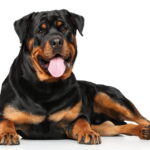 Rottweiler chien catégorie 2