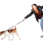 solution chien qui tire