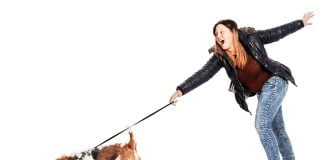 solution chien qui tire