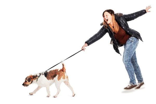 solution chien qui tire