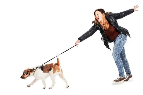 solution chien qui tire