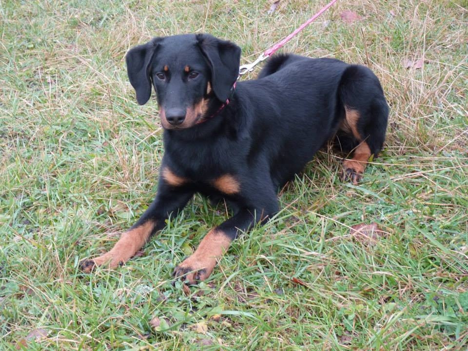 Découvrir Le Beauceron Caractère Alimentation Dressage - 