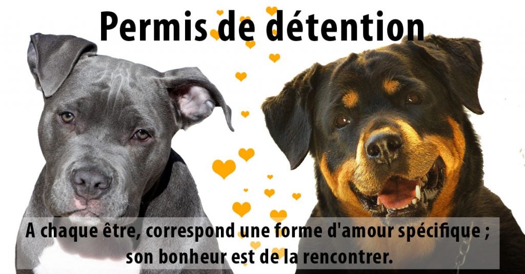 permis de détention de chien catégorisé à bordeaux