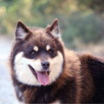 chien finnois de laponie