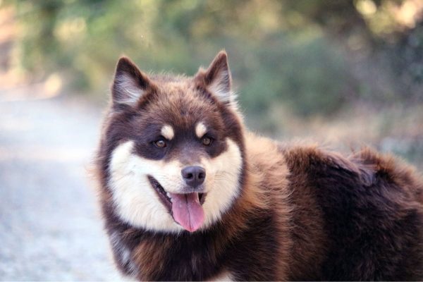 chien finnois de laponie