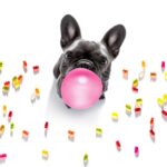 bouledogue avec bonbon