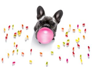 bouledogue avec bonbon