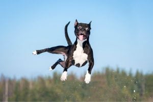 chien fou