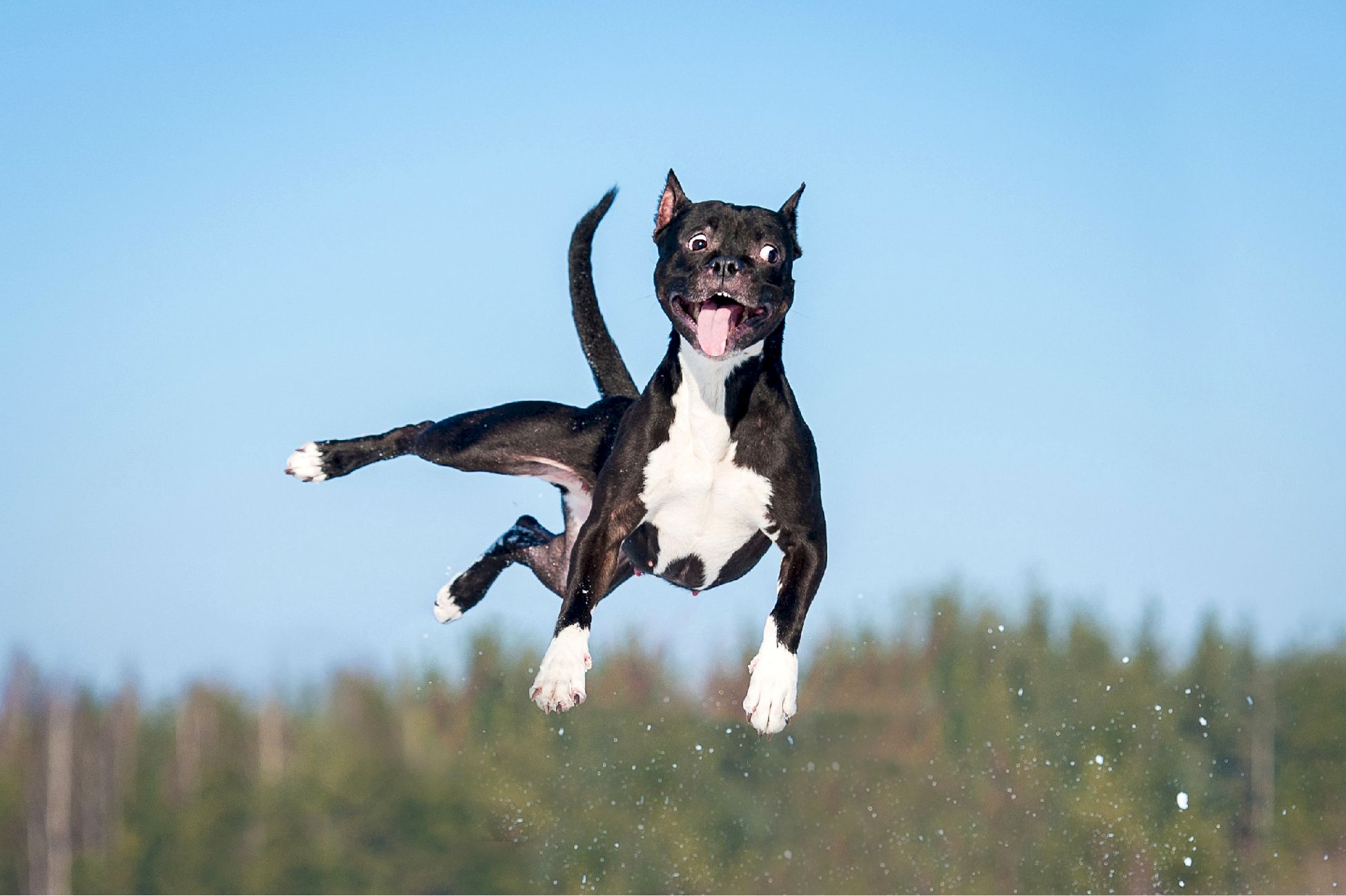 chien fou