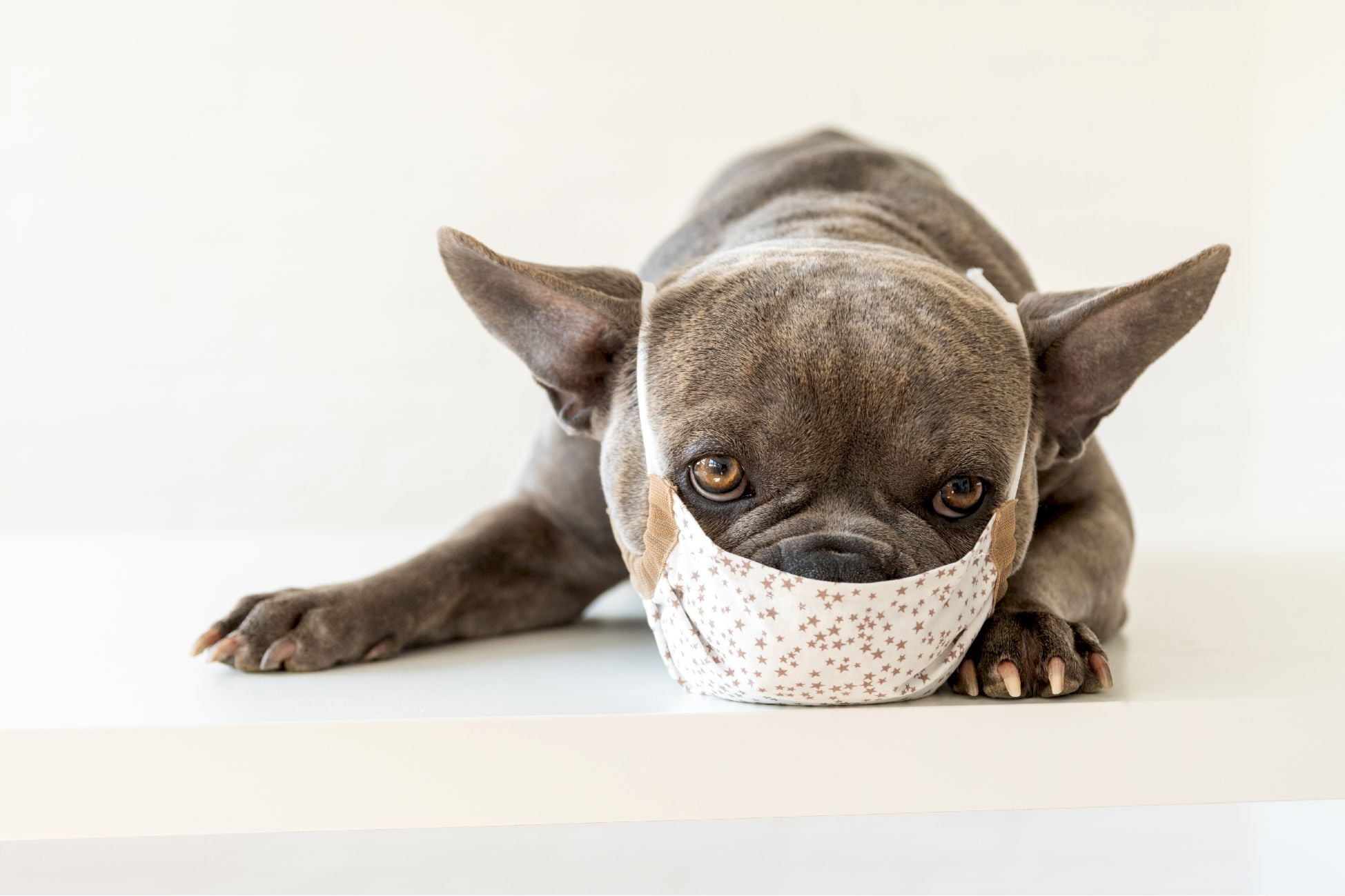 chien avec la toux du chenil