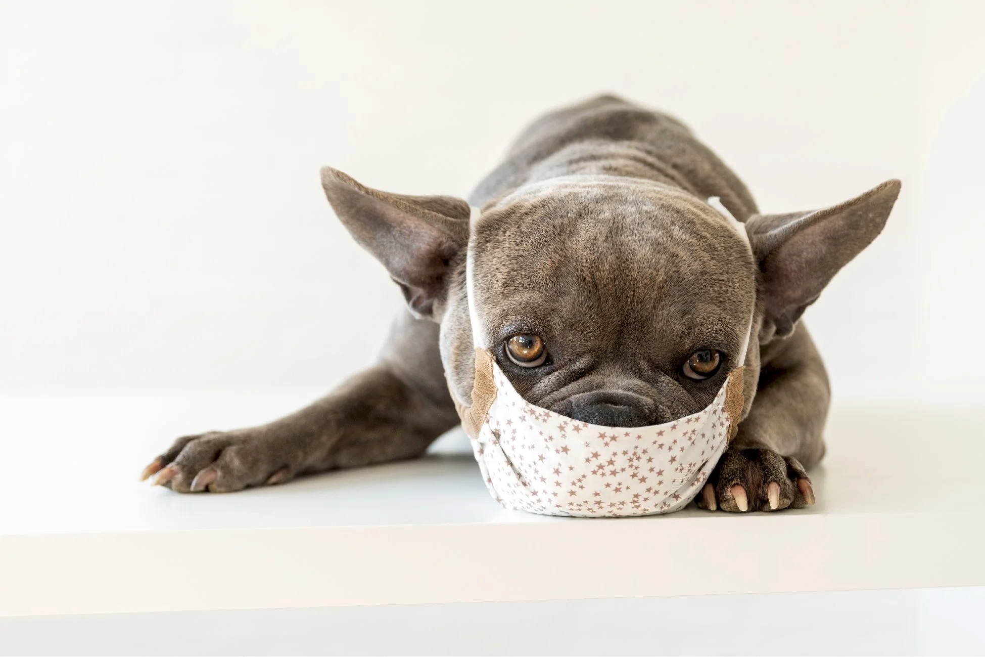 chien avec la toux du chenil