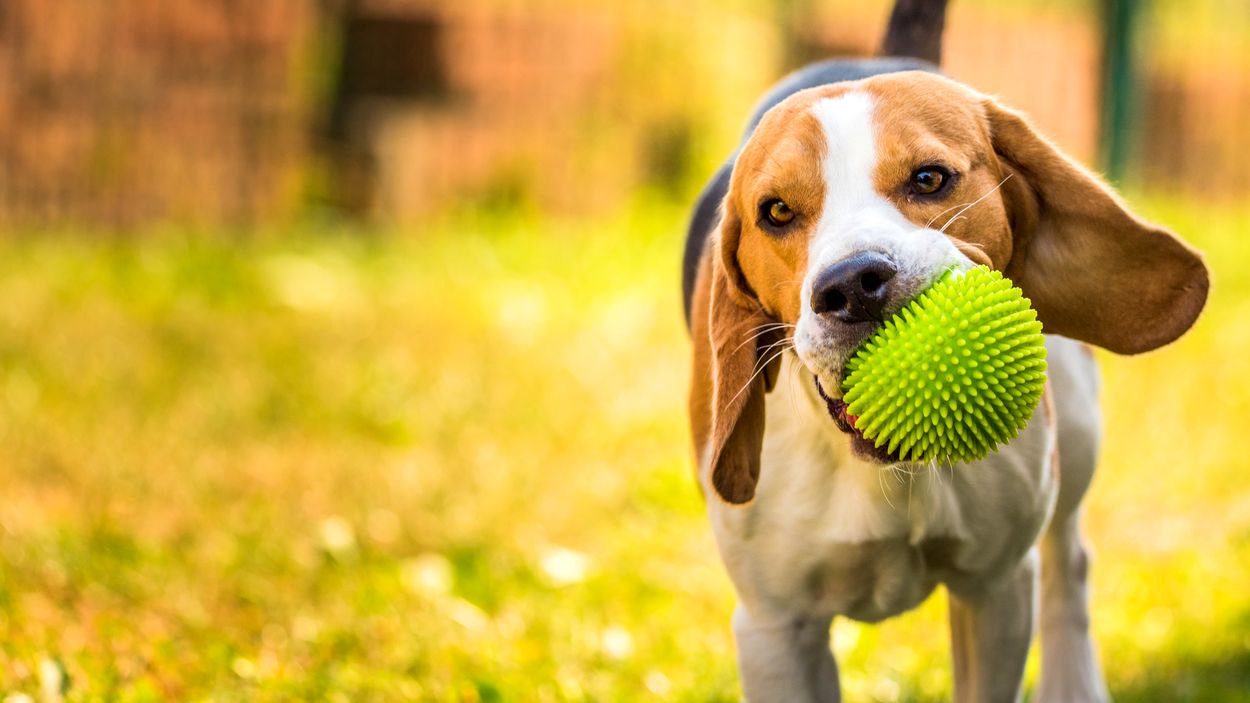 Adoptez Un Beagle : Découvrez Tout Sur Cette Race De Chien