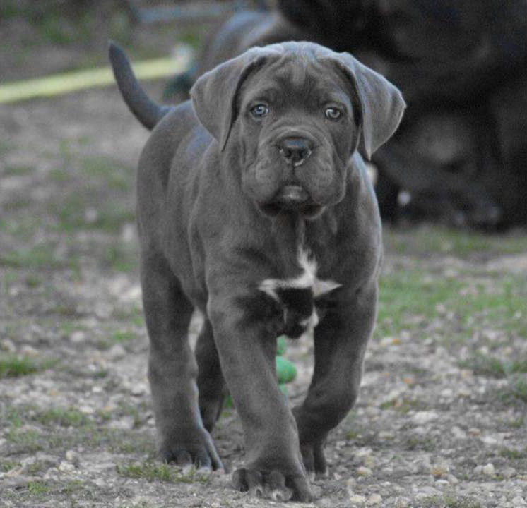 Cane Corso Gris Yeux Bleu