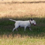 bull terrier rigolo
