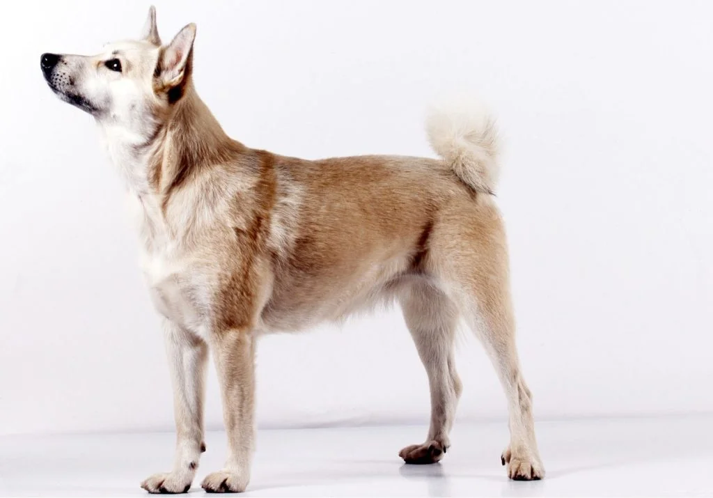 berger norvégien ou Buhund