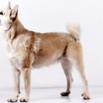 berger norvégien ou Buhund