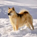 photo d'un Chien Spitz du Groenland