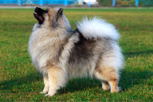 photos de spitz loup Keeshond