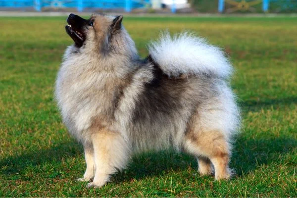 photos de spitz loup Keeshond