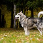 l'alaskan malamute