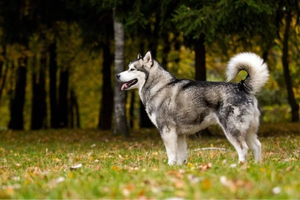 l'alaskan malamute