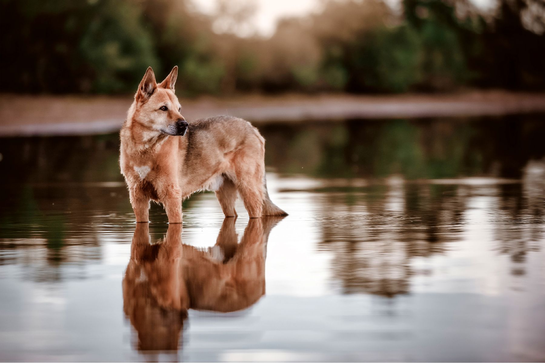 chien de Canaan