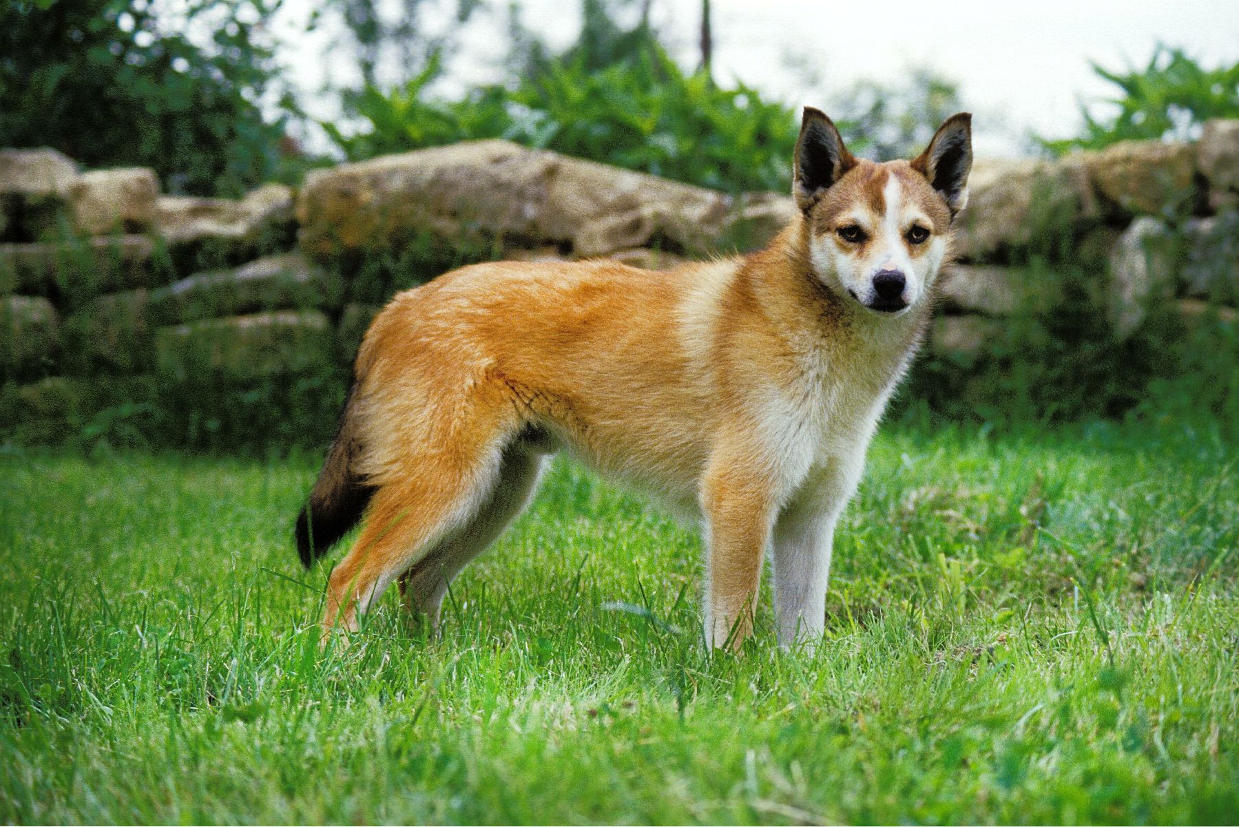 Le lundehund