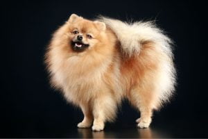 spitz allemand