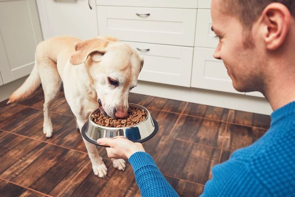 Comparatif des meilleures croquettes pour chien stérilisé