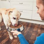 Comparatif des meilleures croquettes pour chien stérilisé