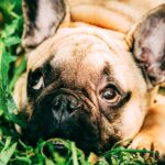 Le bouledogue Français