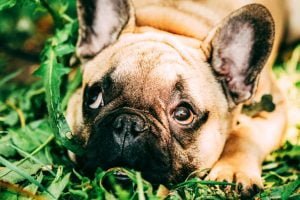 Le bouledogue Français