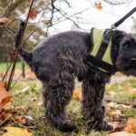 Chien qui a la diarrhée que faire
