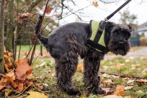 Chien qui a la diarrhée que faire