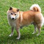 chienne shiba inu grossesse nerveuse