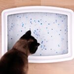 Chat fait pipi partout