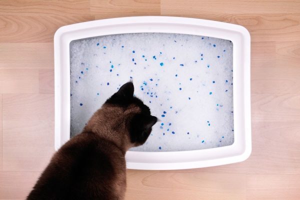 Chat fait pipi partout