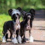 Faire une saillie avec son chien