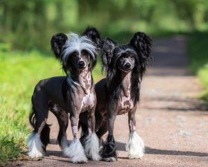 Faire une saillie avec son chien