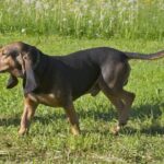 Un bruno du jura en action de chasse