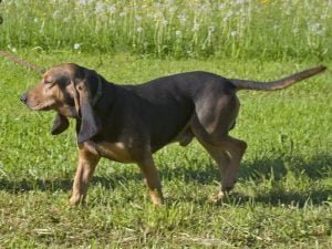 Un bruno du jura en action de chasse